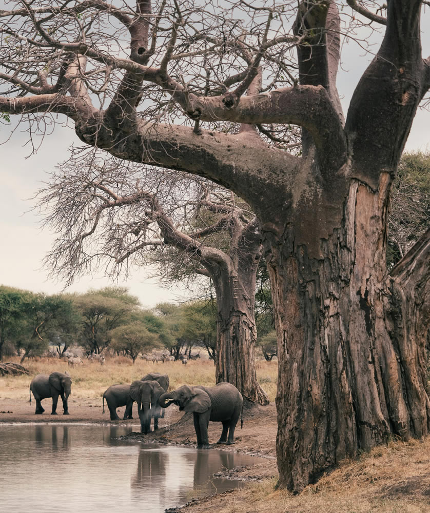 Elephants quenching their thirst at a pond