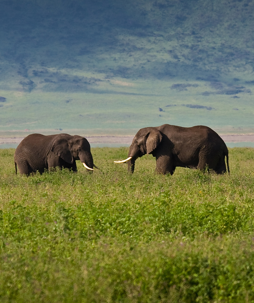 Two Jumbos on cloudy savanna