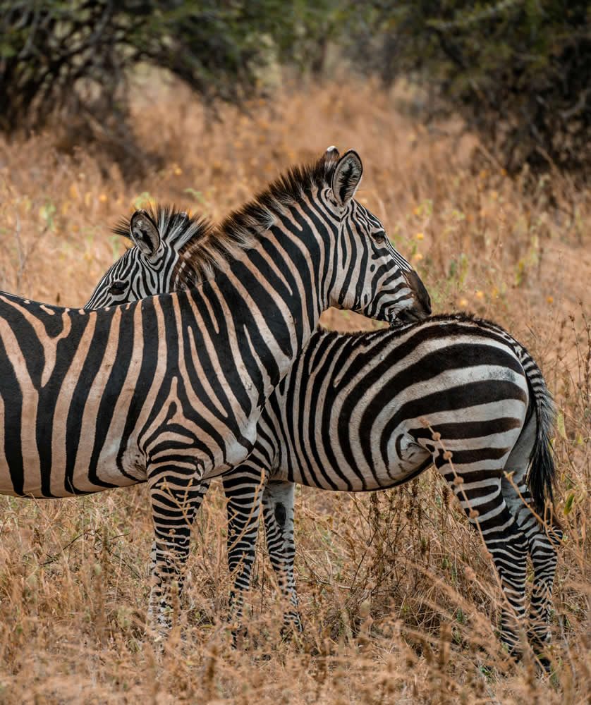 Tanzania Safari and Zanzibar Holiday