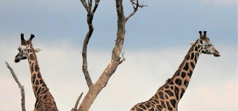 Two giraffes standing under a tree