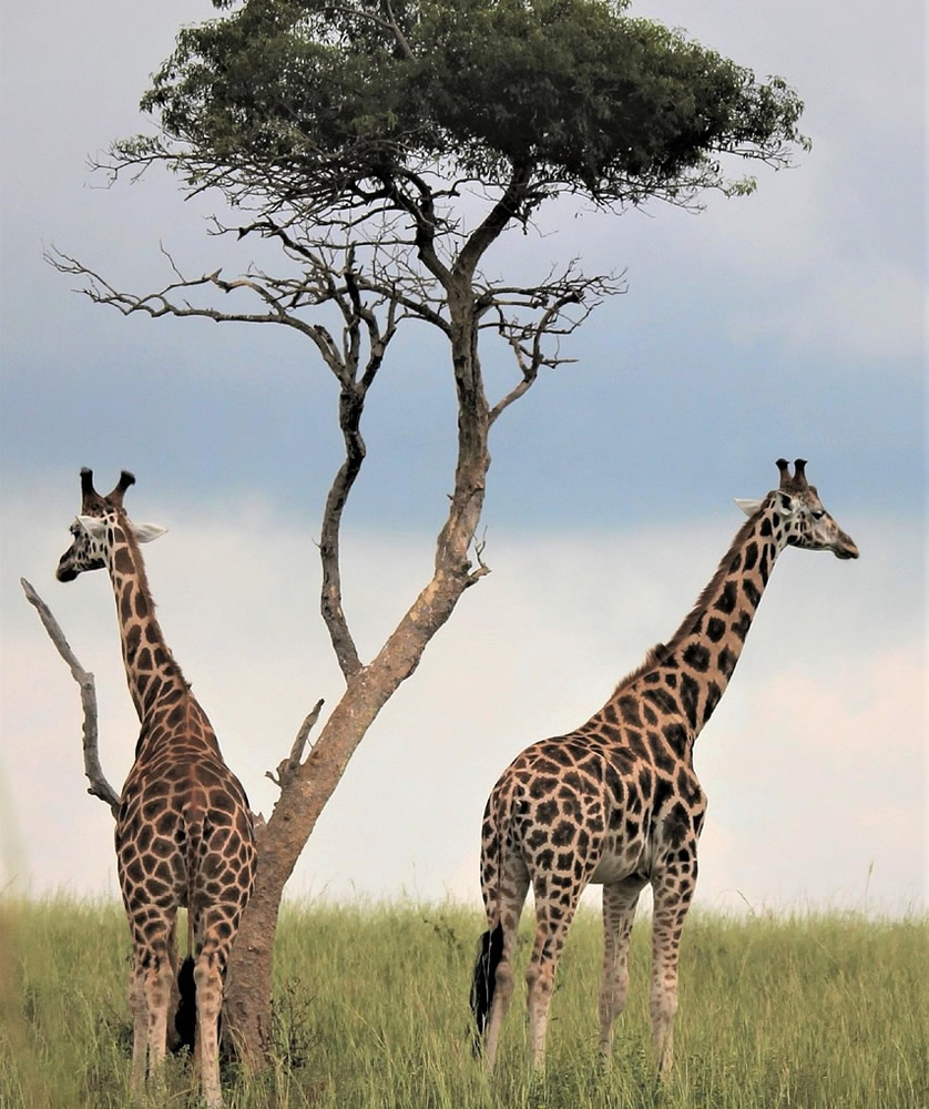Two giraffes standing under a tree