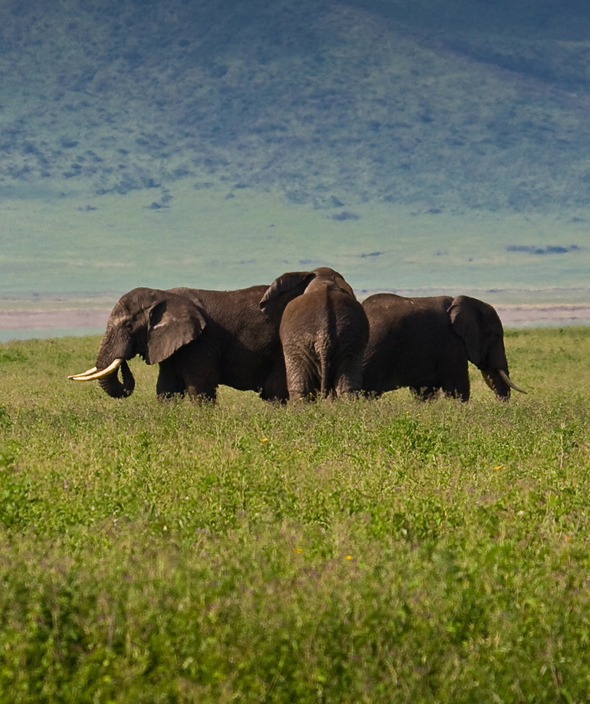 Elephants herding at Serengeti National Park