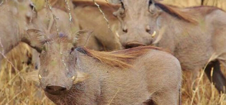 A group of warthogs posing for a photo