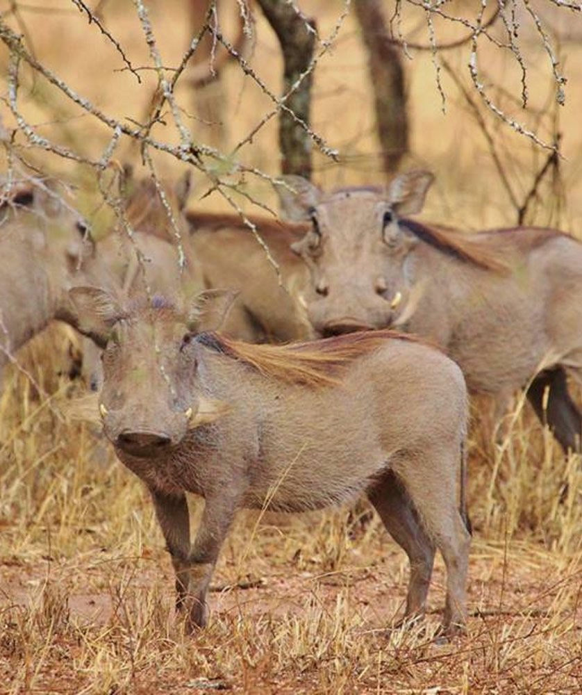 A group of warthogs posing for a photo